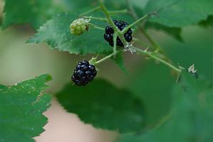 2025-08039902 Tower Hill Botanic Garden, MA